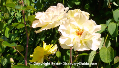 South End Garden Tour South End Garden Tour