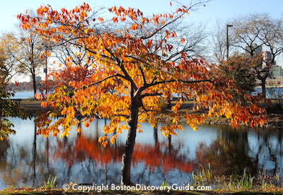 Fall foliage on Boston's Esplanade