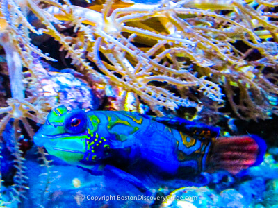 Fish at the New England Aquarium