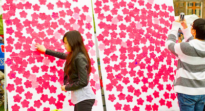 Cherry blossoms - Boston Esplanade - Boston-Japan Cherry Blossom Festival