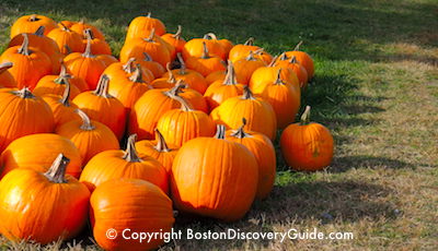 Pumpkin Fest in Boston MA Pumpkin Fest in Boston MA