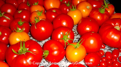 Local homegrown Boston tomotoes