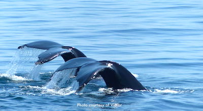  Foto del tour de observación de ballenas de Boston