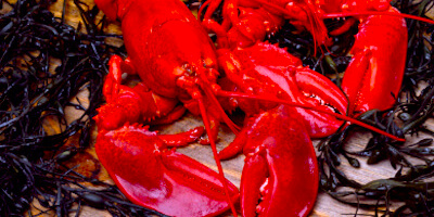 How to Eat a Lobster