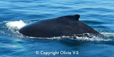 Boston Whale Watching Tours