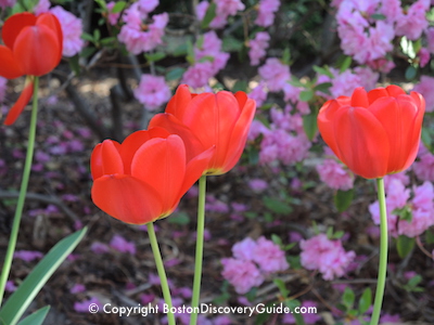 Boston's Garden Tours