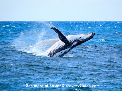 Whale watching cruises from Boston