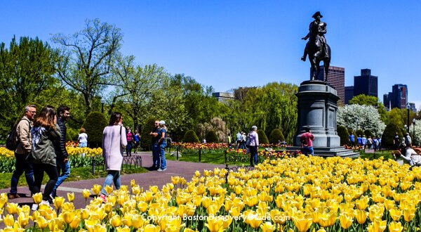Boston Public Garden in May