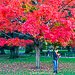 Fall foliage in Boston - where to see it