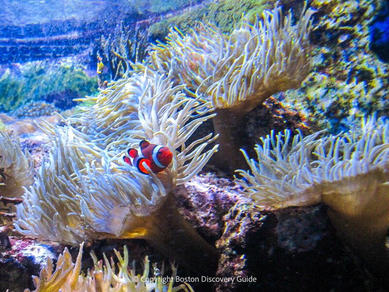 Colorful tropical fish on a coral reef at the New England Aquarium