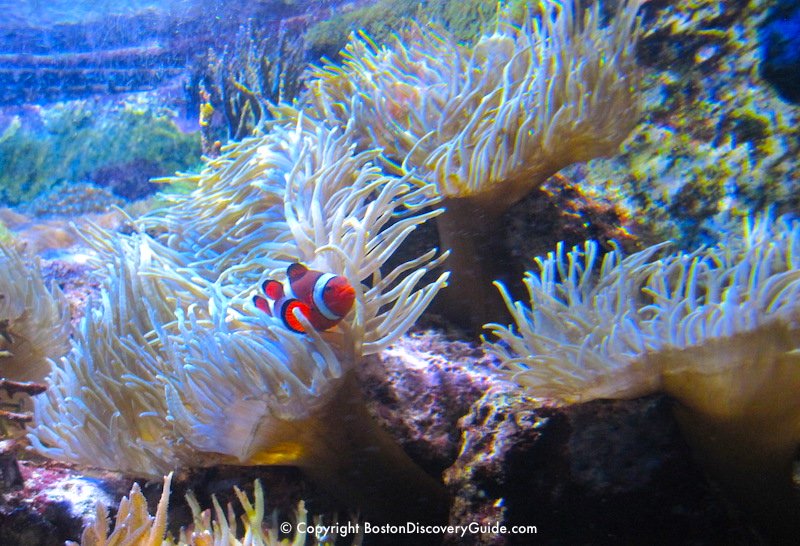Dory fish in a coral reef at the New England Aquarium Dory fish in a coral reef at the New England Aquarium
