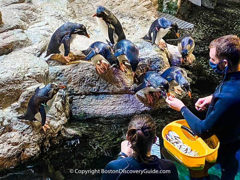 Aquarium staff members give the penguins some tasty minnows for dinner 