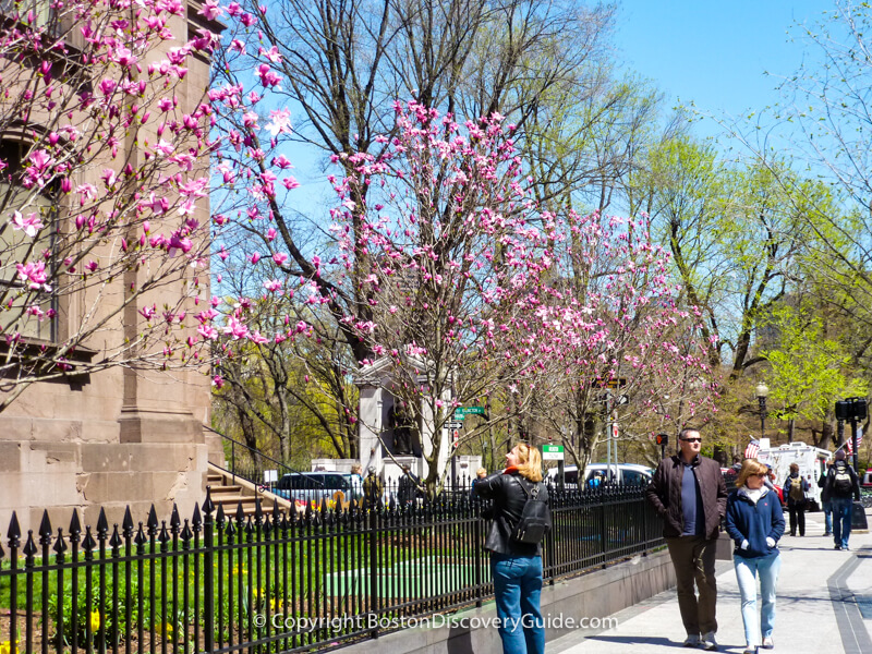 Magnolias blooming at the corner of Boylston and Arlington Streets in Boston's Back Bay neighborhood