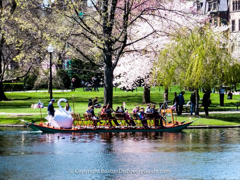 Swan boat on the Lagoon in Boston Public Garden in mid-April