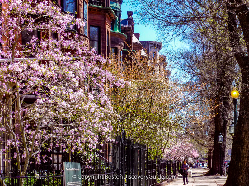 Magnolias blooming on Commonwealth Avenue in late April