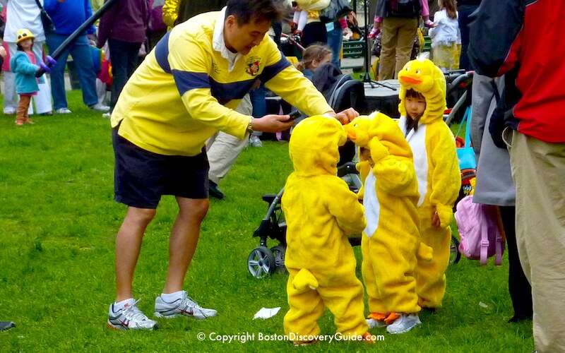 Duckling Day Parade - ducklings and their parents start lining up for the parade