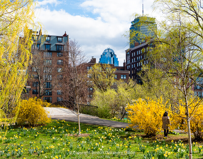Daffodils and forsythia blooming on Boston's Esplanade a couple of days before the Marathon