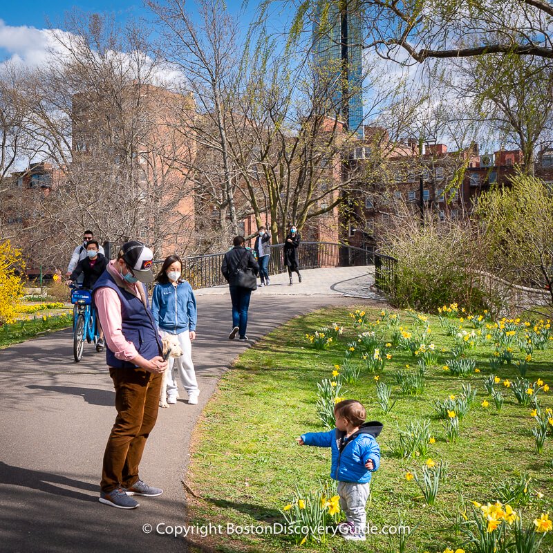 Daffodils on Boston's Esplanade on Marathon Weekend