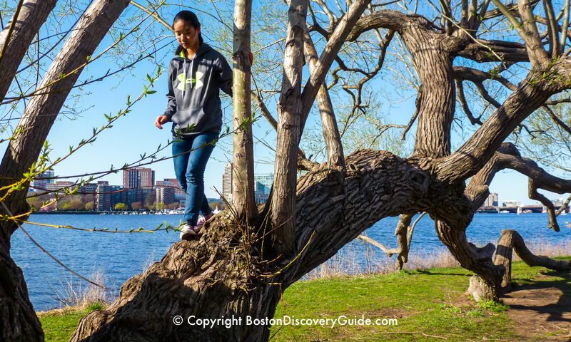 The very best tree for climbing on Boston's Esplanade