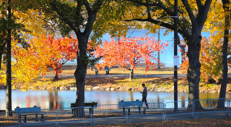 Beautiful fall foliage on a November day along Boston's Esplanade Beautiful fall foliage on a November day along Boston's Esplanade