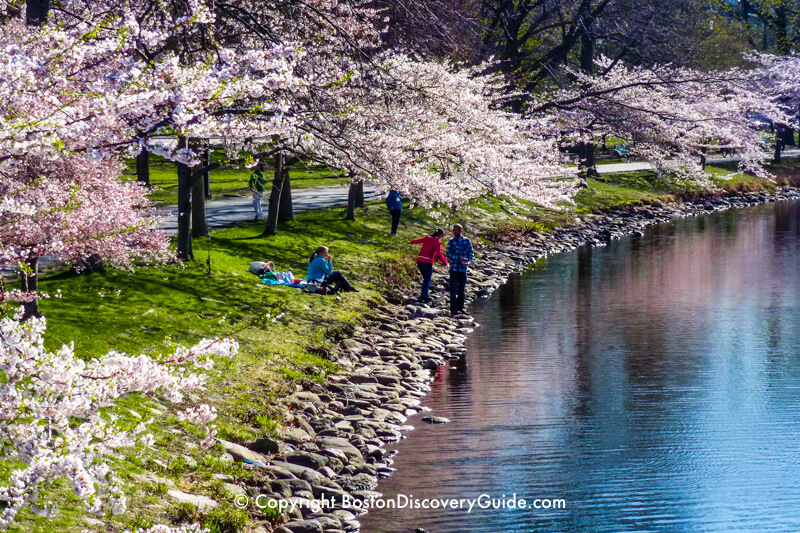 Cherry trees in bloom along the Esplanade