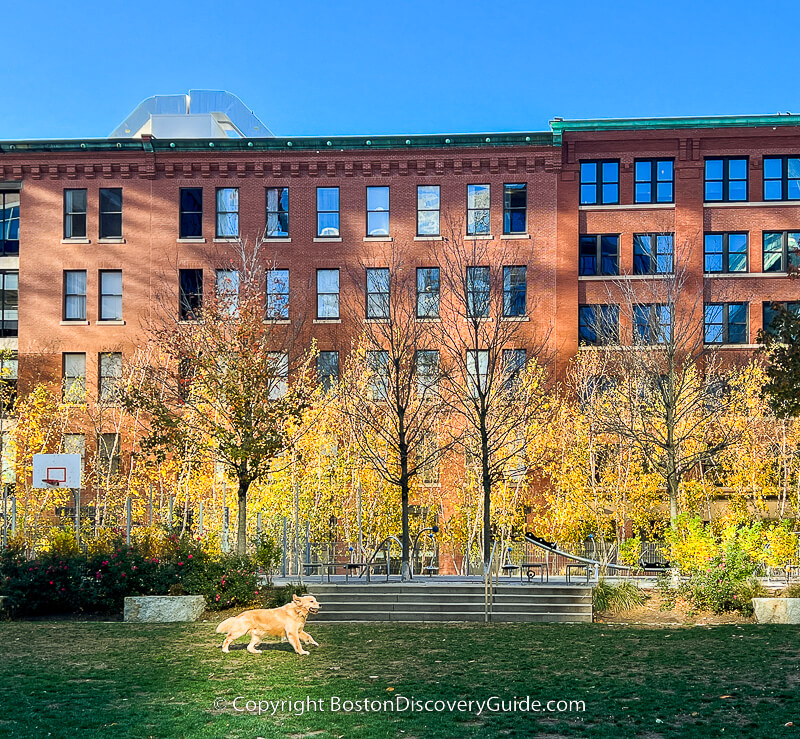 Golden retriever and golden beech tree leaves in Fort Point