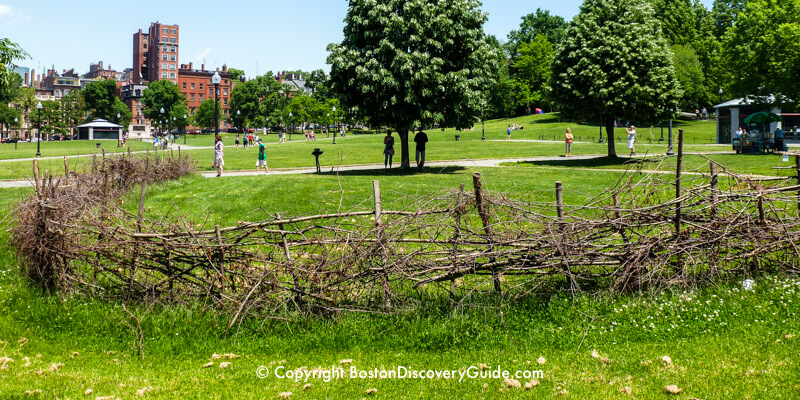 The annual recreation of an ancient Native American fish weir on Boston Common on Memorial Day Weekend
