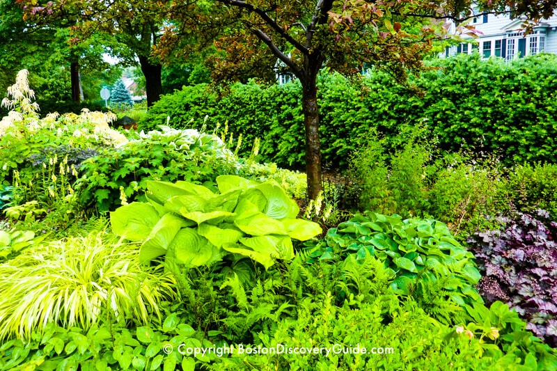 A "secret garden" in June