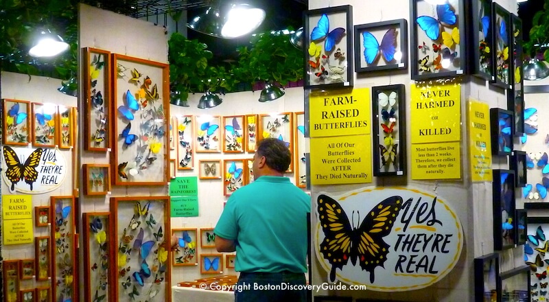 Boston Flower and Garden Show - Butterfly display Boston Flower and Garden Show - Butterfly display