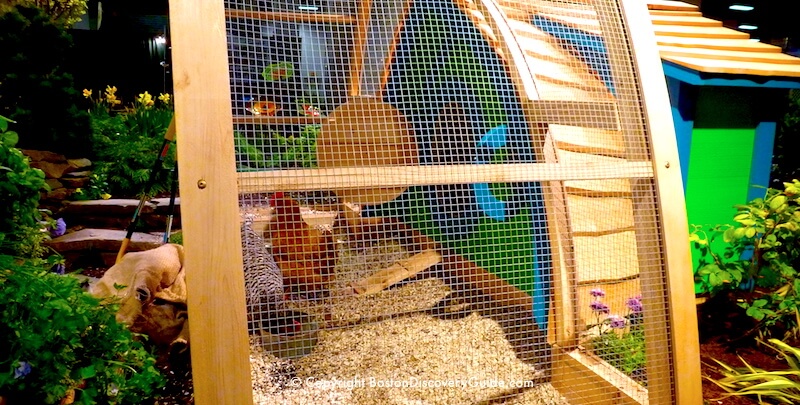 Boston Flower and Garden Show - chickens! Boston Flower and Garden Show - chickens!