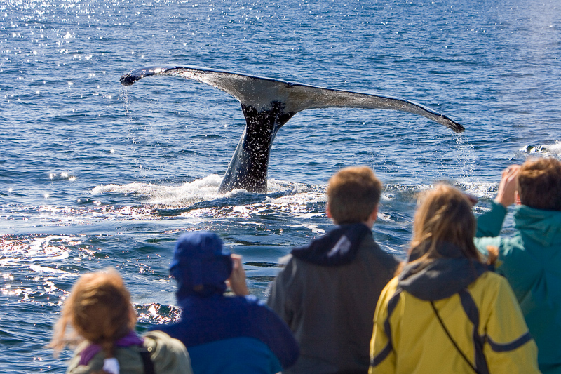 Whale watching cruise