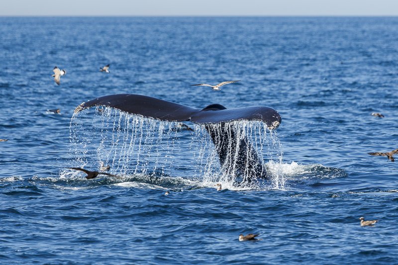 Whale spotted on a Boston whale watching cruise Whale watching cruise