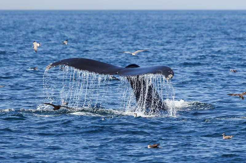 Whale spotted on a Boston whale watching cruise Whale watching cruise