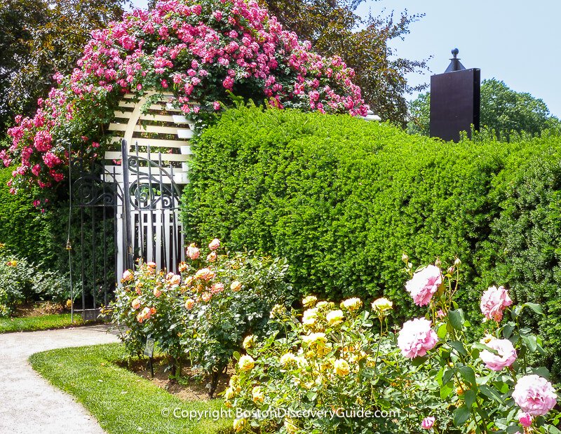 Roses blooming in the Kelleher Rose Garden in June