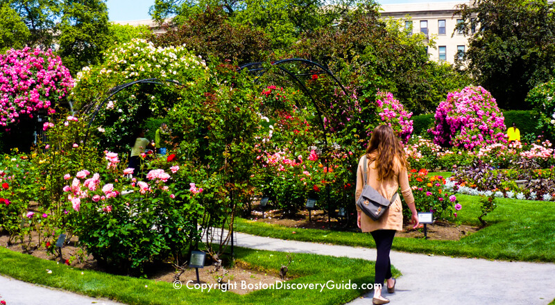 Kelleher Rose Garden, near Fenway Park Kelleher Rose Garden, near Fenway Park