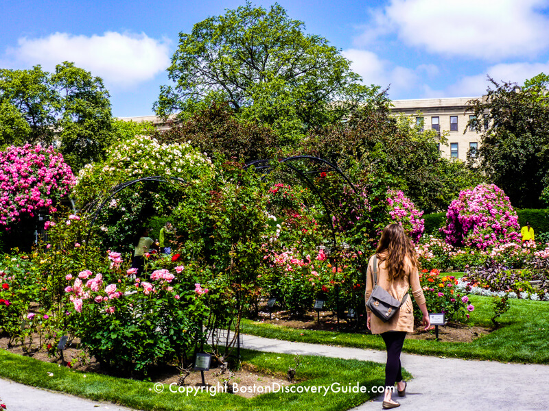 Roses in bloom in Boston's Kelleher Rose Garden