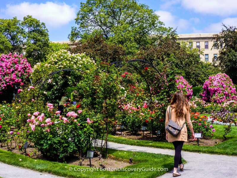 Another view of the Kelleher Rose Garden - that's the Museum of Fine Arts in the background