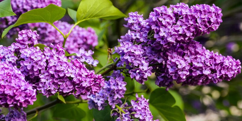 Lilac Sunday at Arnold Arboretum