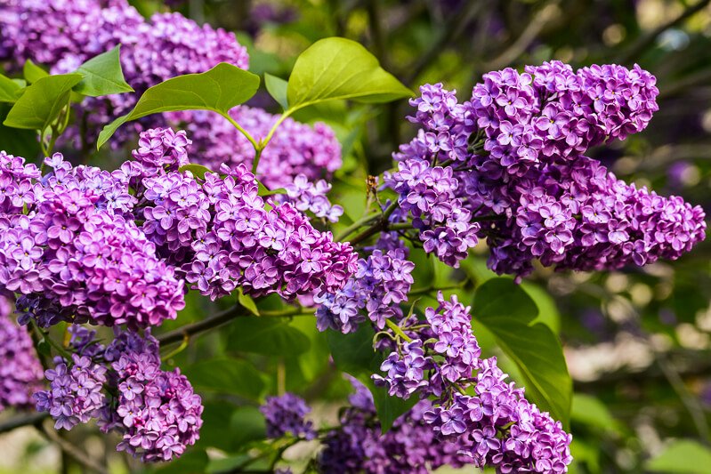 Lilac Sunday in Boston - Mother's Day events