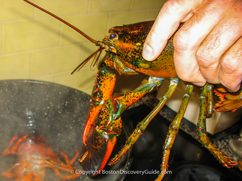 Unbanded lobster being put into steamer