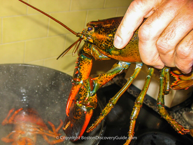 Unbanded lobster being put into steamer Unbanded lobster being put into steamer
