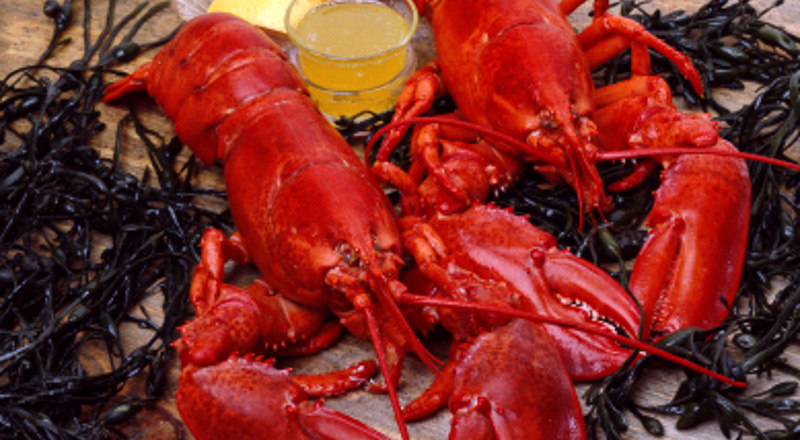 New England boiled lobsters ready to be eaten New England boiled lobsters ready to be eaten