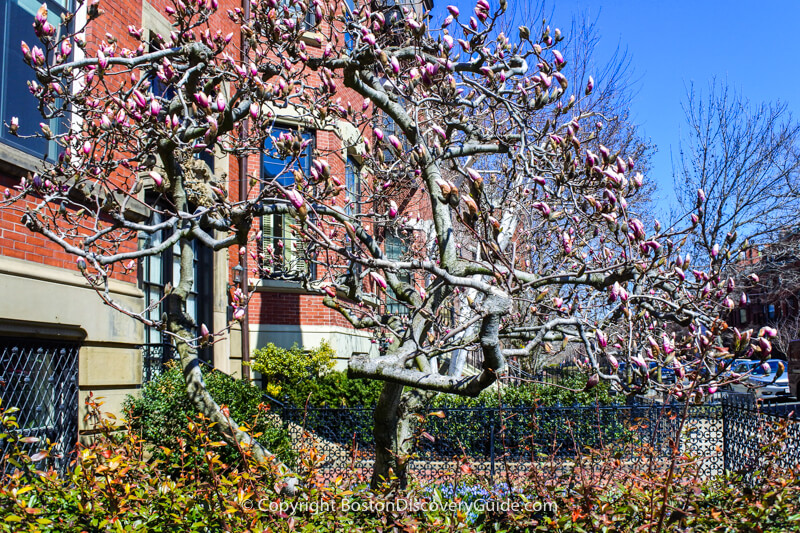 The benefit of no leaves on the trees?  You can see the beautiful architecture and copper trim on these brownstones along Beacon Street in Boston's Back Bay neighborhood