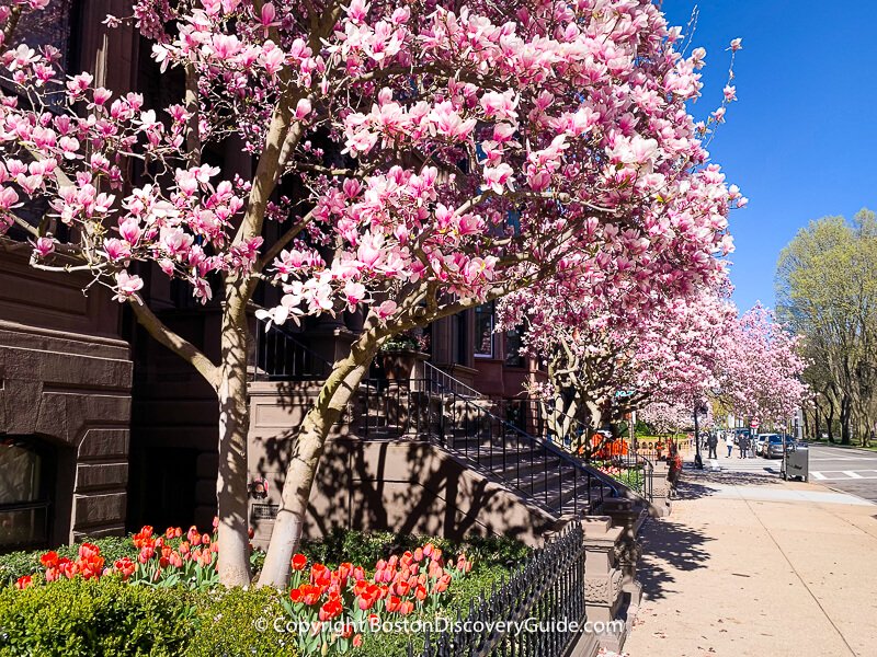 Magnolia trees blooming in early April along Comm Ave near Boston's Public Garden 