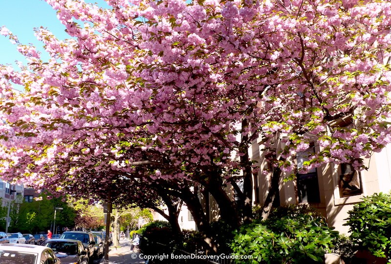 Magnolias in full bloom along Marlborough Street in the Back Bay neighborhood during late April 