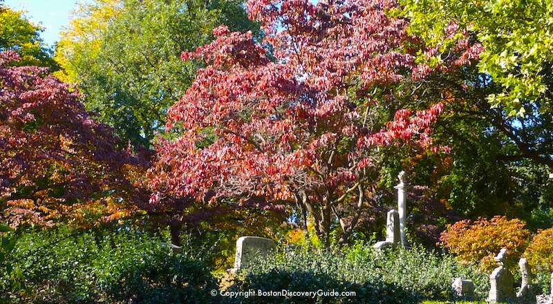 Beautiful fall colors in Mount Auburn Cemetery Beautiful fall colors in Mount Auburn Cemetery