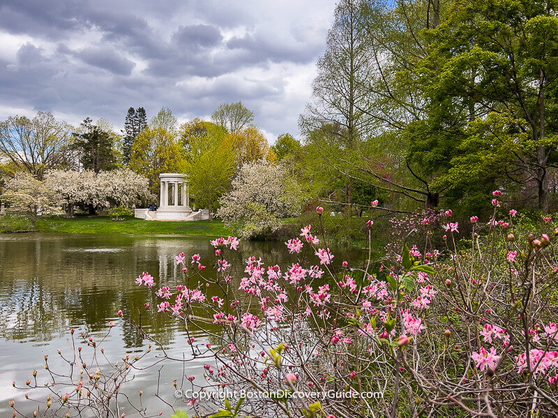 Magnolias blooming in Mt Auburn Cemetery in May
