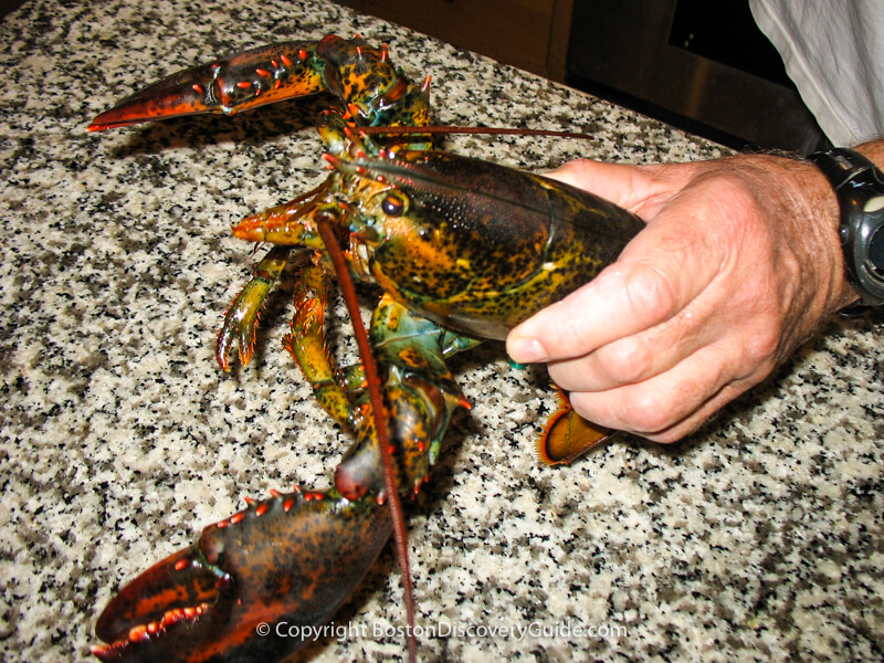 This is how to hold a lobster correctly as you're putting it into a pot of boiling water