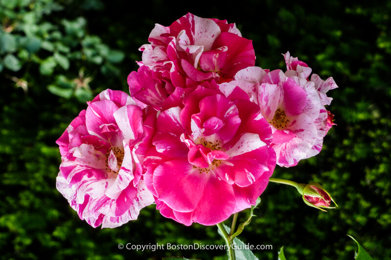 Pink roses for Valentine's Day in Boston