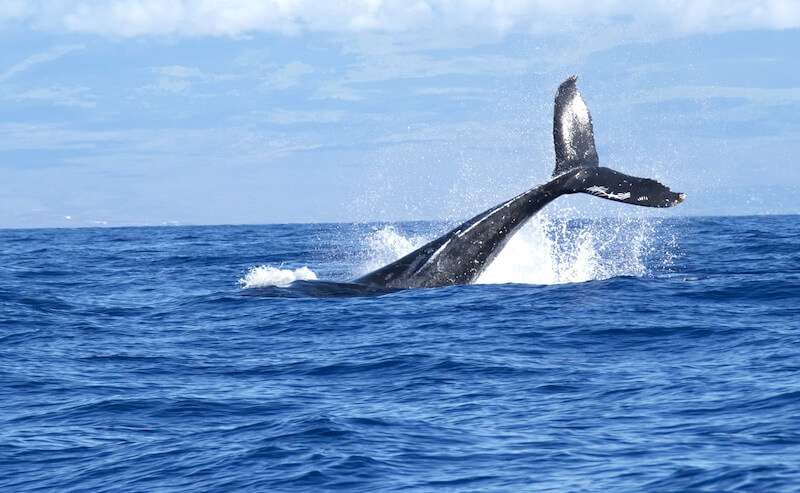 Whale watching cruise